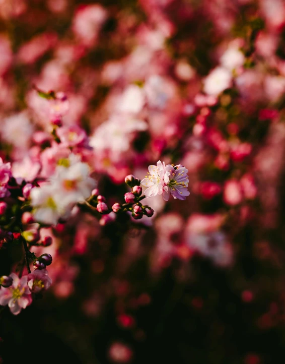 a close up of a bunch of pink flowers, inspired by Elsa Bleda, trending on unsplash, manuka, made of flowers, low quality photo, flower fields