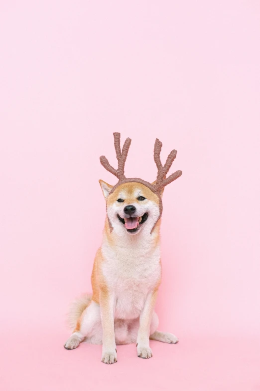 a dog with antlers sitting on a pink background, by Julia Pishtar, trending on pexels, shiba inu, holiday season, 64x64, a still of a happy