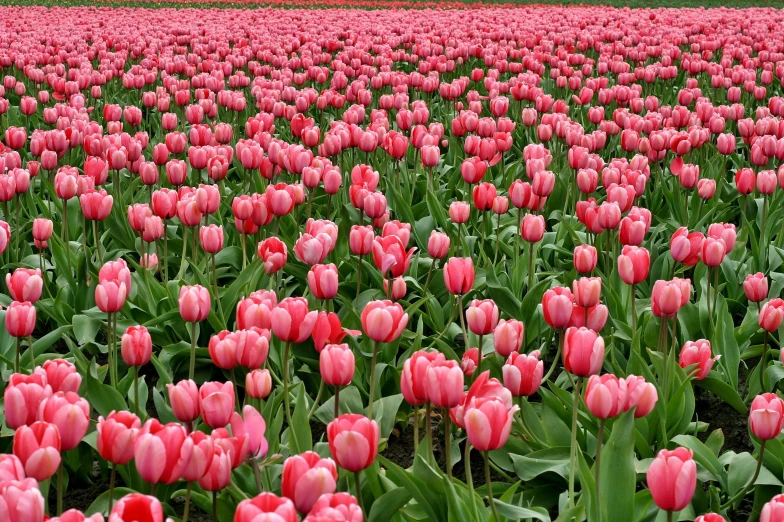 a field of pink tulips with trees in the background, by Jim Nelson, pexels, color field, 1 6 x 1 6, red blooming flowers, sea of parfait, grain”