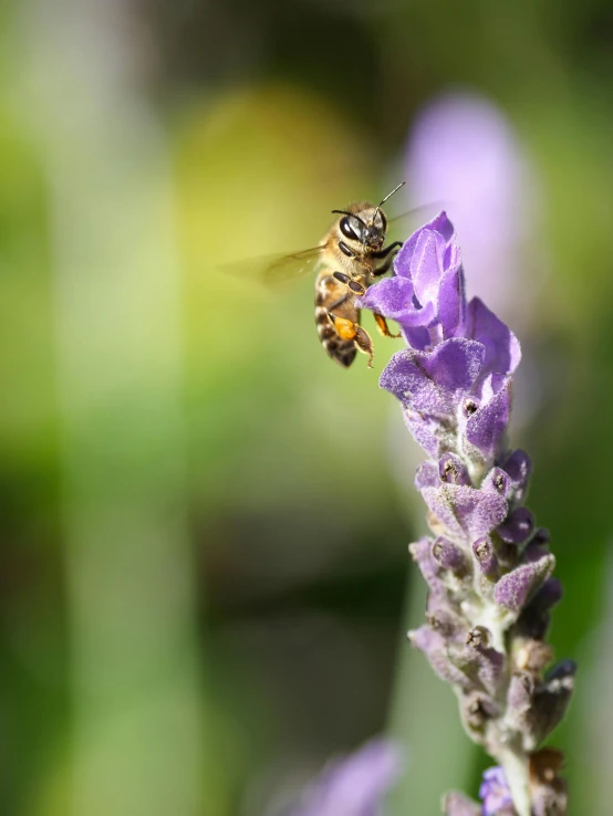 a bee sitting on top of a purple flower, slide show, photograph