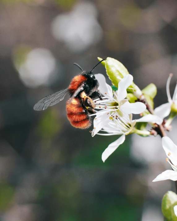 a bee sitting on top of a white flower, on a tree, the non-binary deity of spring, slide show, sustainable materials