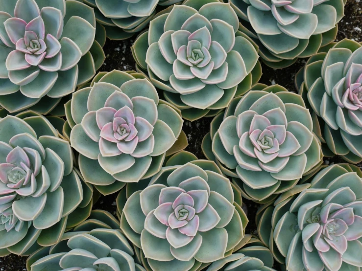 a close up of a group of succulents, a mosaic, pexels, precisionism, perfectly symmetric, video, tileable, rosette