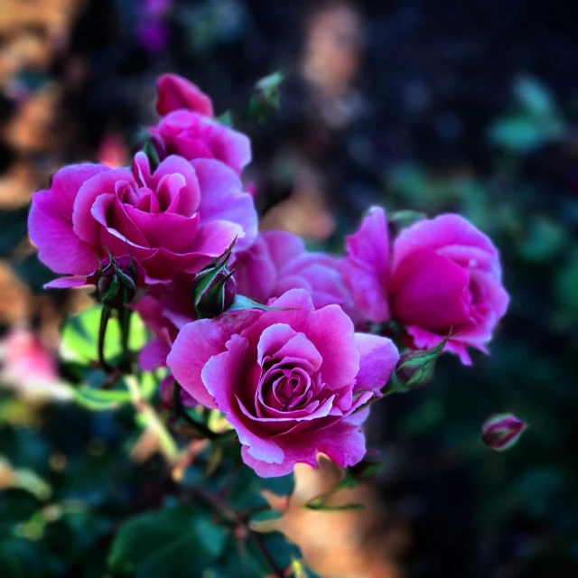 a close up of a bunch of pink roses, by Gwen Barnard, pexels contest winner, blue and purple plants, instagram post, moody morning light, today\'s featured photograph 4k