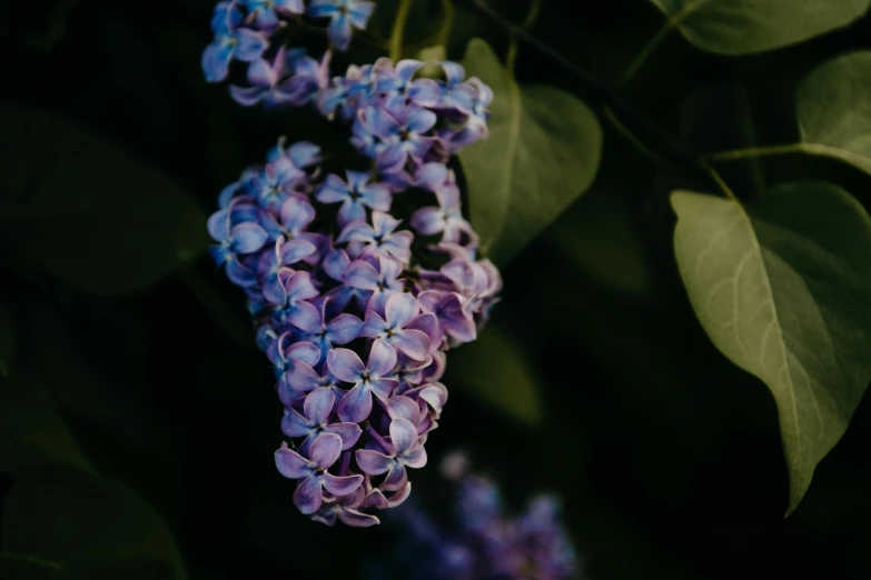 a close up of a bunch of purple flowers, unsplash, instagram photo, lilac, alessio albi, taken on iphone 14 pro