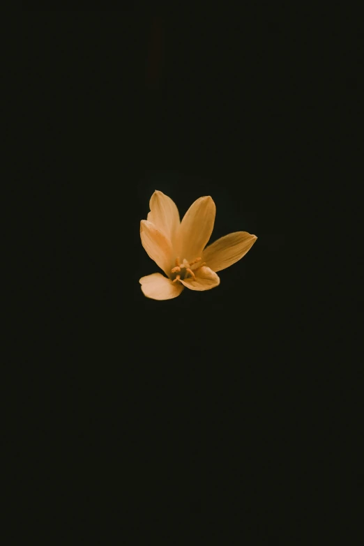 a flower floating in the air on a black background, an album cover, by Anna Boch, unsplash, minimalism, ocher, firefly, plain background, instagram photo