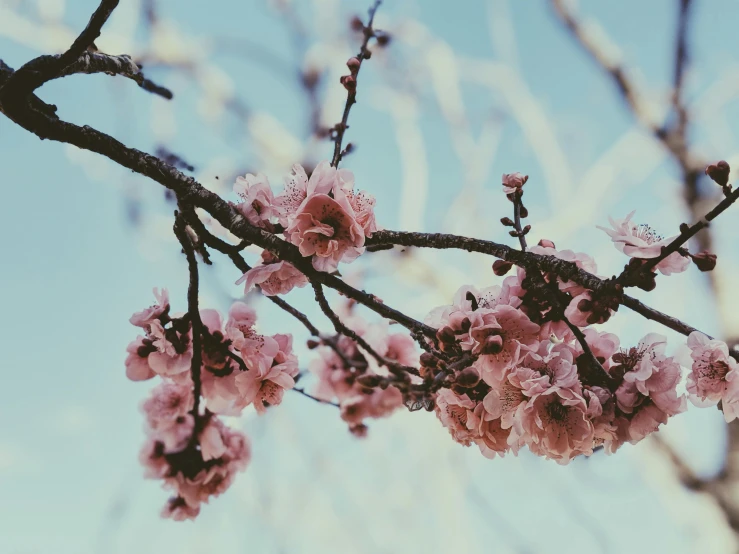 a pink flowered tree branch against a blue sky, an album cover, by Niko Henrichon, trending on unsplash, brown, 3 are spring, manuka, porcelain skin ”