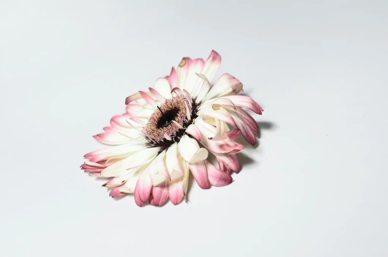 a pink and white flower on a white surface, an album cover, inspired by Anna Füssli, unsplash, photorealism, chrysanthemum eos-1d, 'untitled 9 ', unkept hair, taken in the early 2020s
