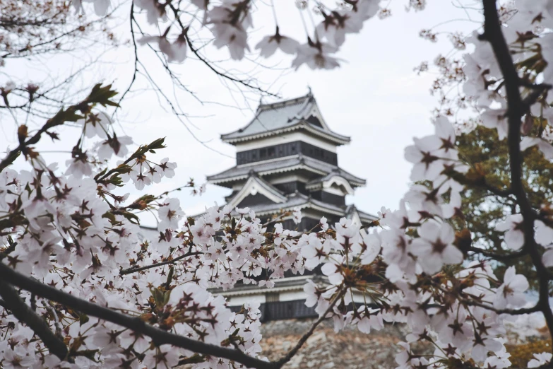 a close up of a tree with a tower in the background, a picture, by Kaii Higashiyama, unsplash contest winner, shin hanga, cherry blosom trees, old castle, grey, 🌸 🌼 💮