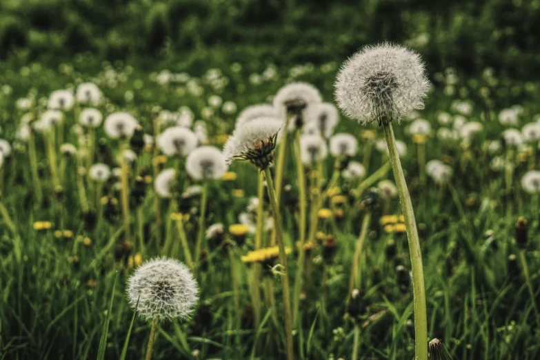 a field filled with lots of white dandelions, by Niko Henrichon, unsplash, grass and weeds”, fan favorite, album art, seeds