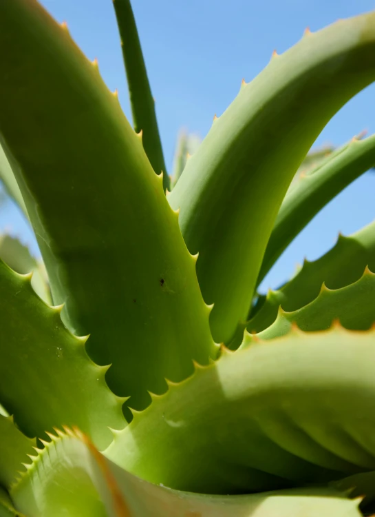 a close up of a plant with a blue sky in the background, curved blades on each hand, lush green cactus, avatar image