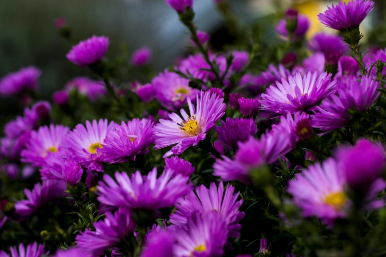 a close up of a bunch of purple flowers, by Carey Morris, pexels, chrysanthemum eos-1d, australian wildflowers, autumn season, instagram photo