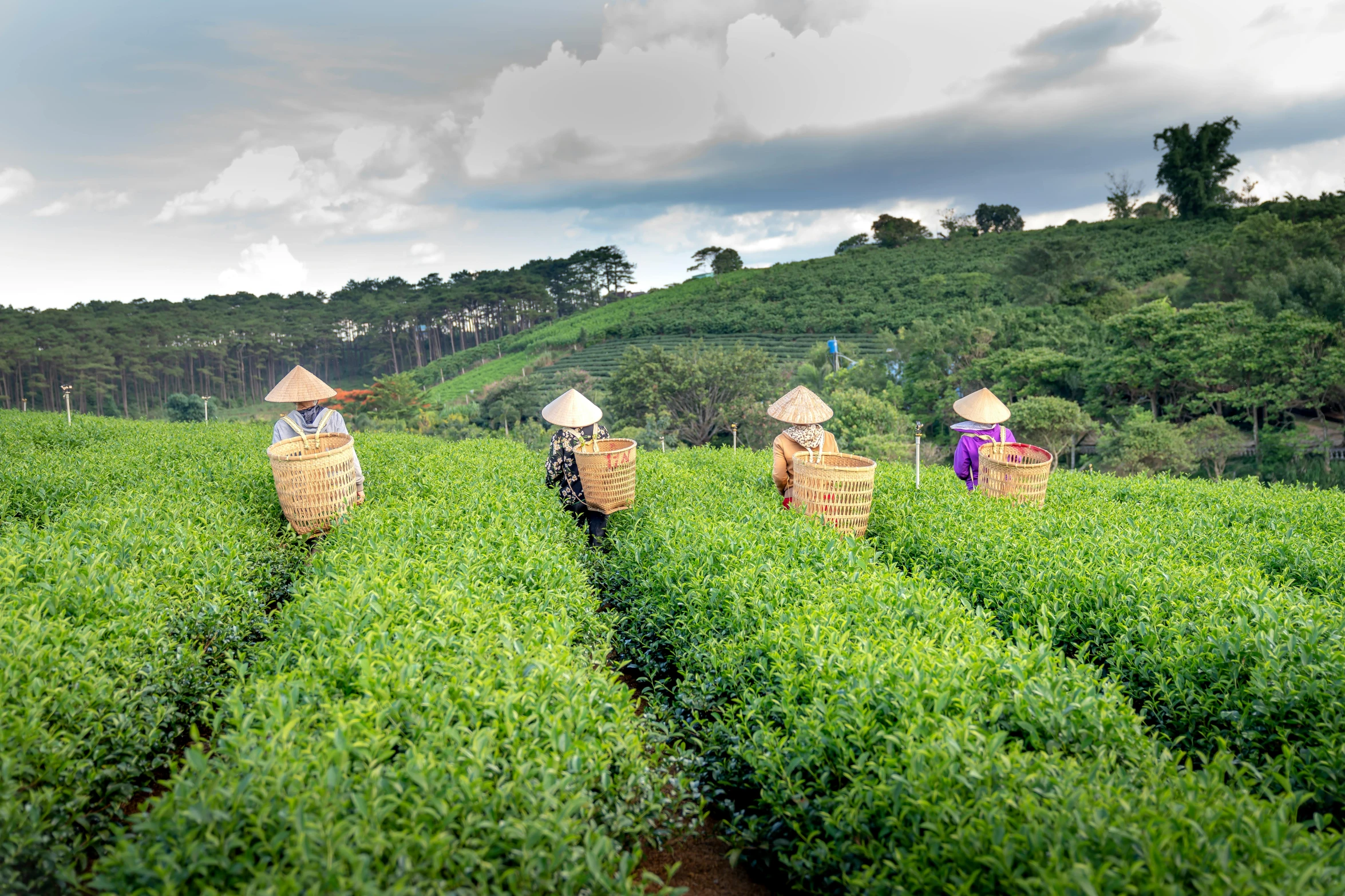 a group of people walking across a lush green field, sumatraism, teapots, avatar image