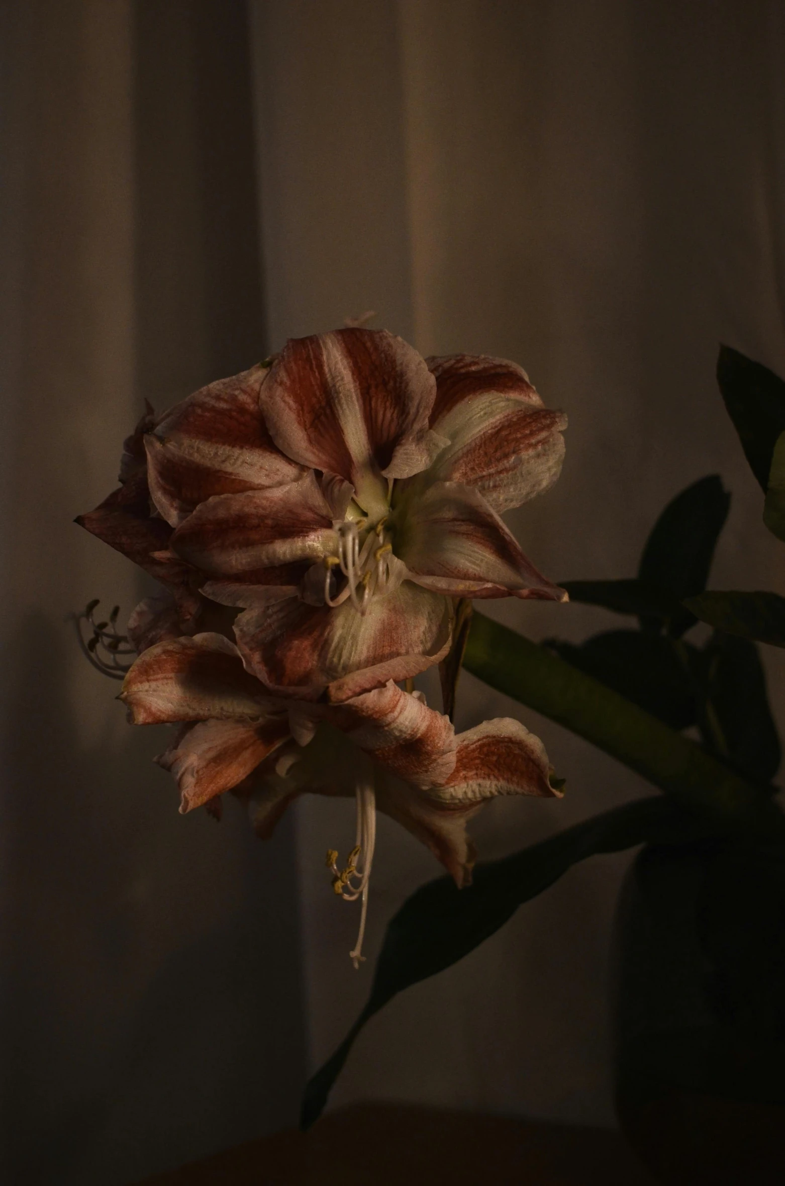 a close up of a flower in a vase on a table, by Jan Tengnagel, unsplash, photorealism, hymenocallis coronaria, at dusk, mat collishaw, today\'s featured photograph 4k