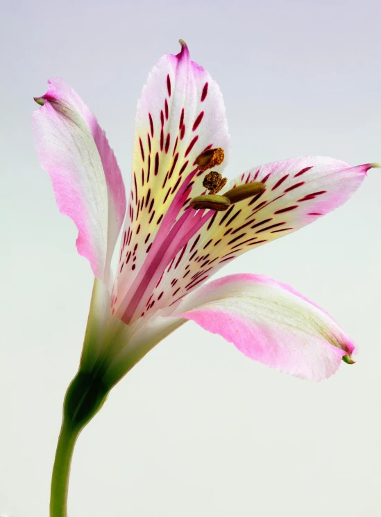 a close up of a flower in a vase, stargazer, white and pink, zoomed in