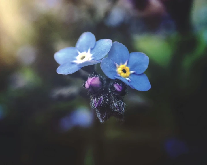 a close up of a flower with a blurry background, mediumslateblue flowers, instagram picture, macro photography 8k, vintage photo