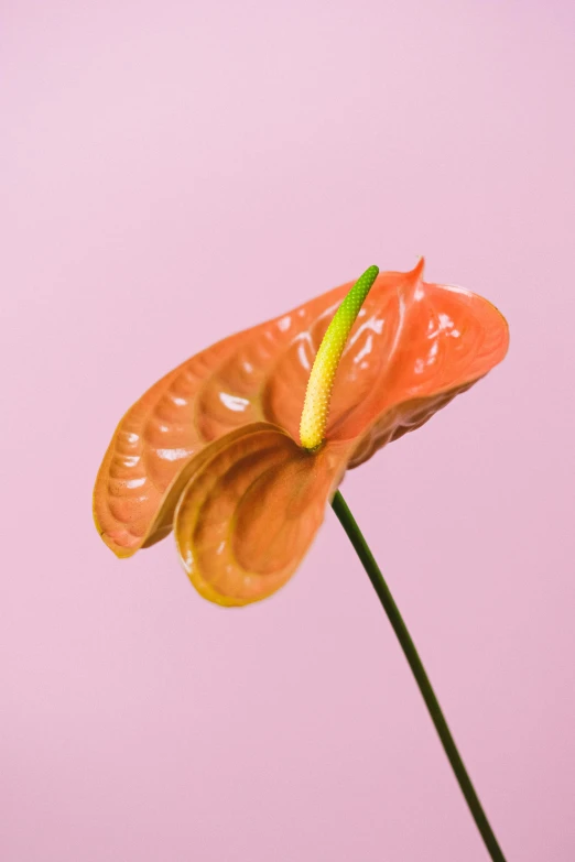 a close up of a flower with a pink background, a surrealist sculpture, inspired by Carpoforo Tencalla, orange, carnivorous plant, dezeen, single color