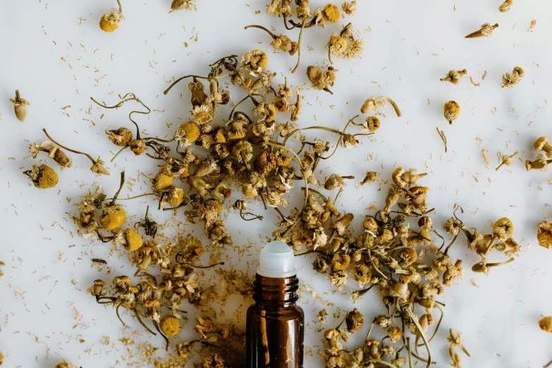 a bottle of essential oil surrounded by dried flowers, by Julia Pishtar, trending on pexels, process art, chamomile, high - angle view, made of bees, bedhead