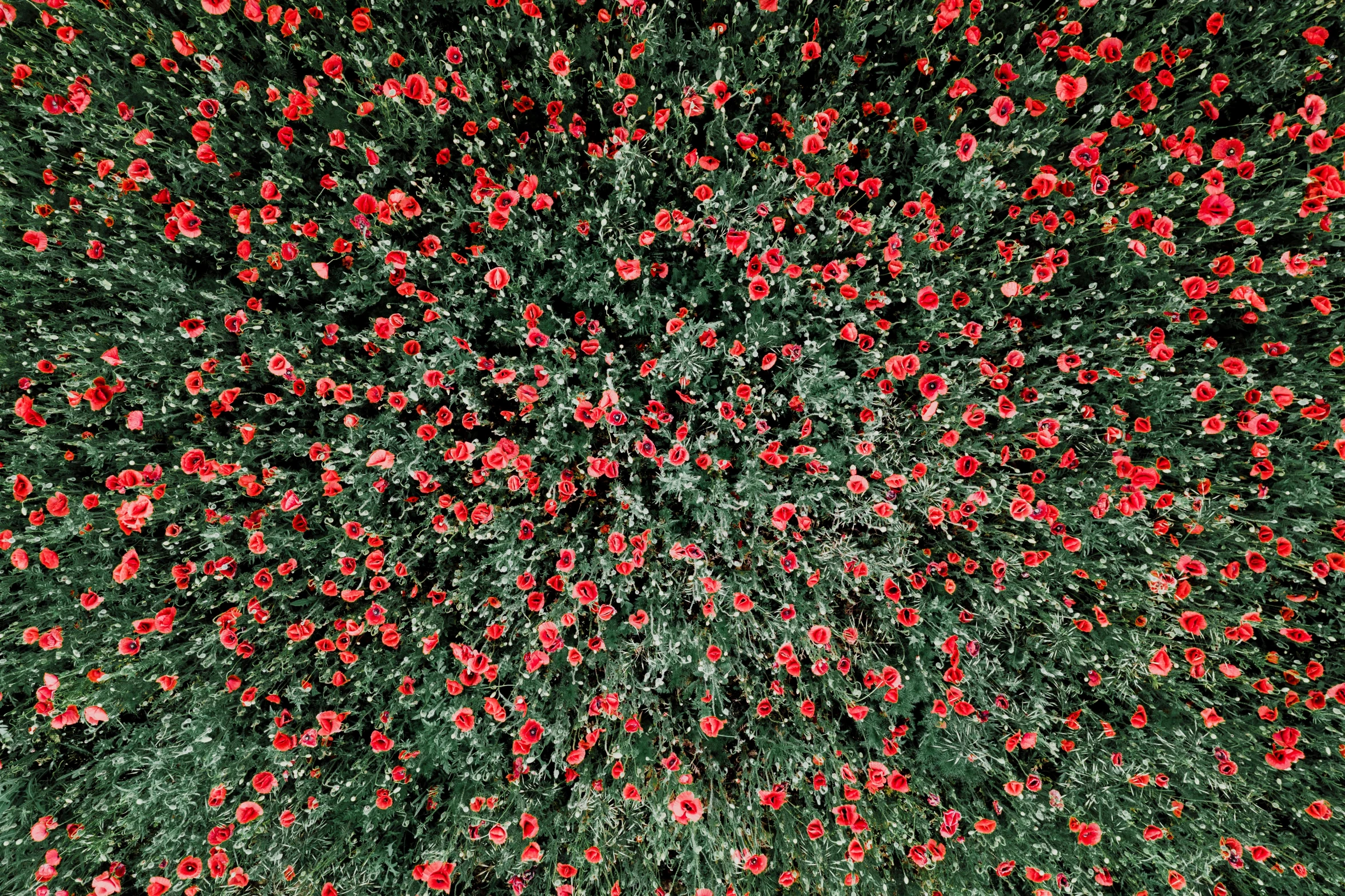 an aerial view of a field of red flowers, an album cover, by Karl Völker, pexels, ffffound, 256x256, green bright red, beautiful iphone wallpaper