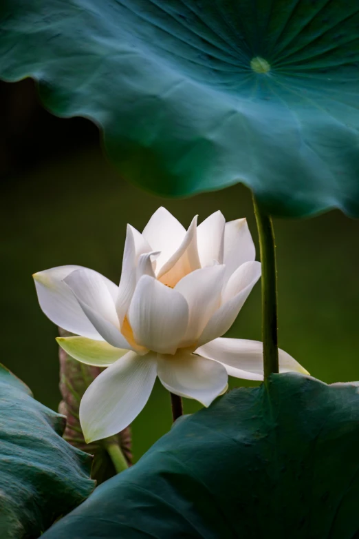 a white lotus flower sitting on top of a green leaf, a portrait, inspired by Li Di, unsplash, paul barson, vietnam, exterior shot, guanyin
