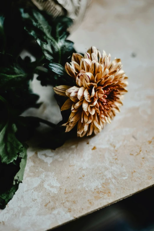 a close up of a flower on a table, unsplash, renaissance, beige and gold tones, made of flowers and leaves, chrysanthemum eos-1d, grieving