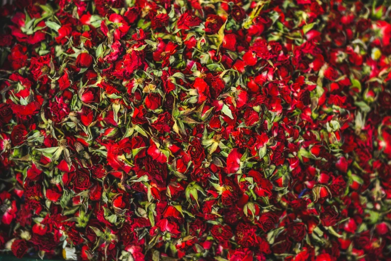 a close up of a bunch of red roses, by Giuseppe Avanzi, process art, densely packed buds of weed, bed of flowers on floor, 10 mm, artisanal art