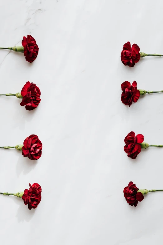 red carnations arranged in a circle on a marble surface, trending on pexels, romanticism, in a row, made of silk paper, contemplating, pictured from the shoulders up