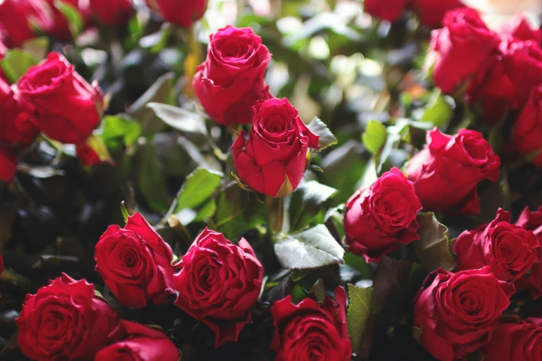 a close up of a bunch of red roses, looking towards the camera, carefully crafted, rosalia, commercially ready