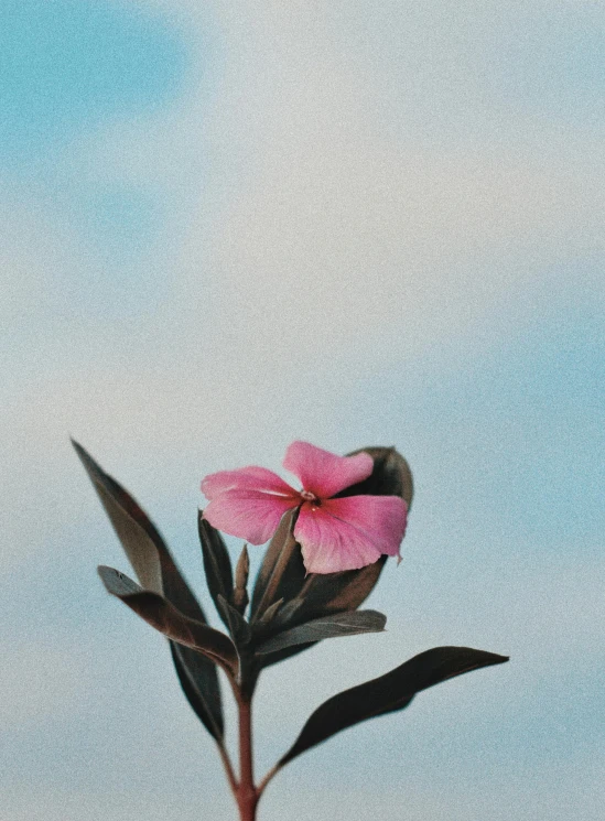 a pink flower sitting on top of a plant, a picture, by Alexander Runciman, trending on unsplash, aestheticism, skies, hq 4k phone wallpaper, minimalist photorealist, 4 k hd wallpapear