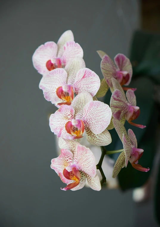 a close up of a flower in a vase, overgrown with puffy orchids, white and pink, neck zoomed in, tall