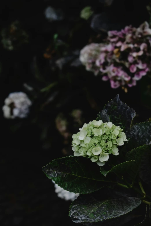 a bouquet of flowers sitting on top of a table, a colorized photo, unsplash, hydrangea, dark nature background, pale greens and whites, made of flowers and leaves