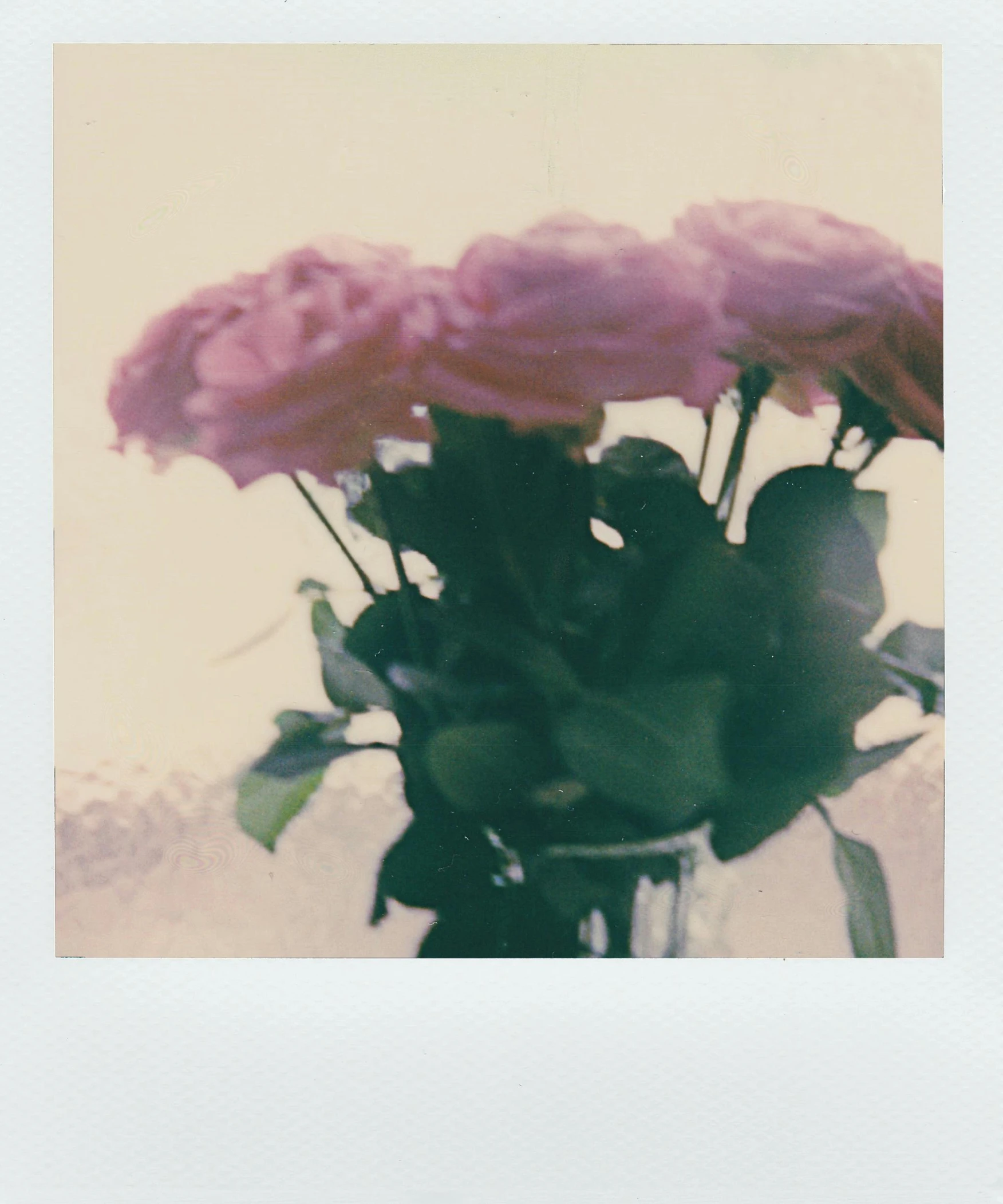 a vase filled with pink flowers on top of a table, a polaroid photo, unsplash, scanned, translucent roses ornate, 256435456k film, medium format