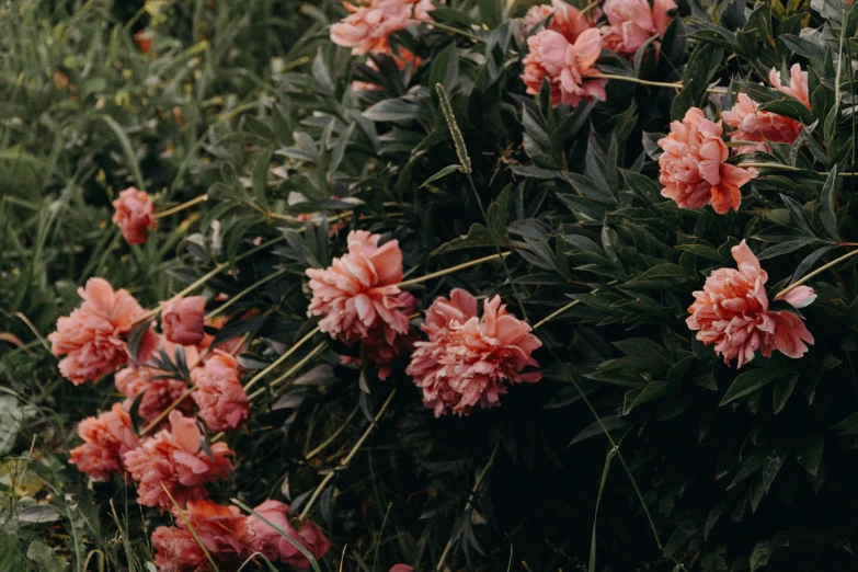 a bunch of pink flowers sitting on top of a lush green field, unsplash, romanticism, black and terracotta, peonies, amongst foliage, nature photo