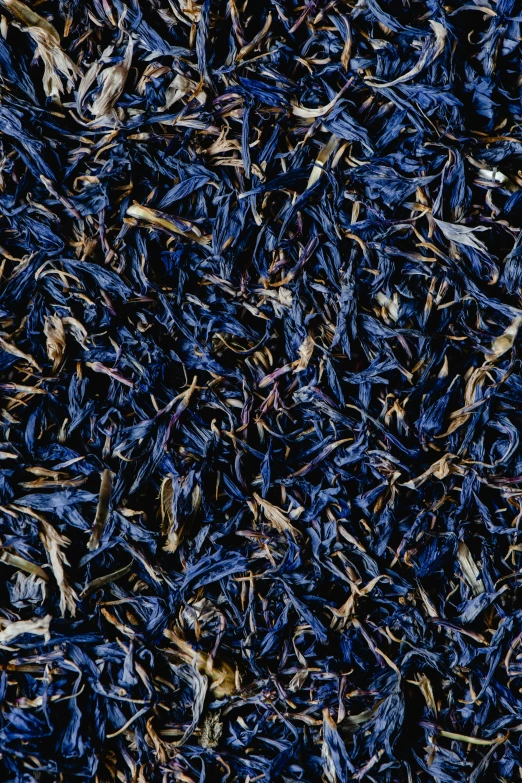 a close up of a pile of blue flowers, an album cover, by Carey Morris, process art, dried vines, 15081959 21121991 01012000 4k, dark purple, iceland