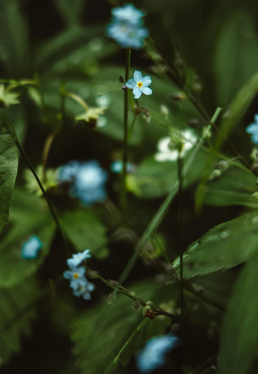 a group of blue flowers sitting on top of a lush green field, inspired by Elsa Bleda, unsplash, forest floor, tiny stars, ignant, stream