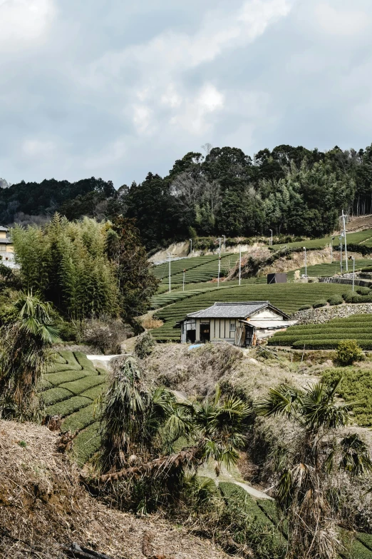 a train traveling through a lush green countryside, sōsaku hanga, log houses built on hills, cabbage trees, tea, fujifilm”