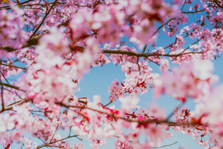 pink flowers on a tree with a blue sky in the background, pexels contest winner, background image, jovana rikalo, cherry explosion, zoomed in shots