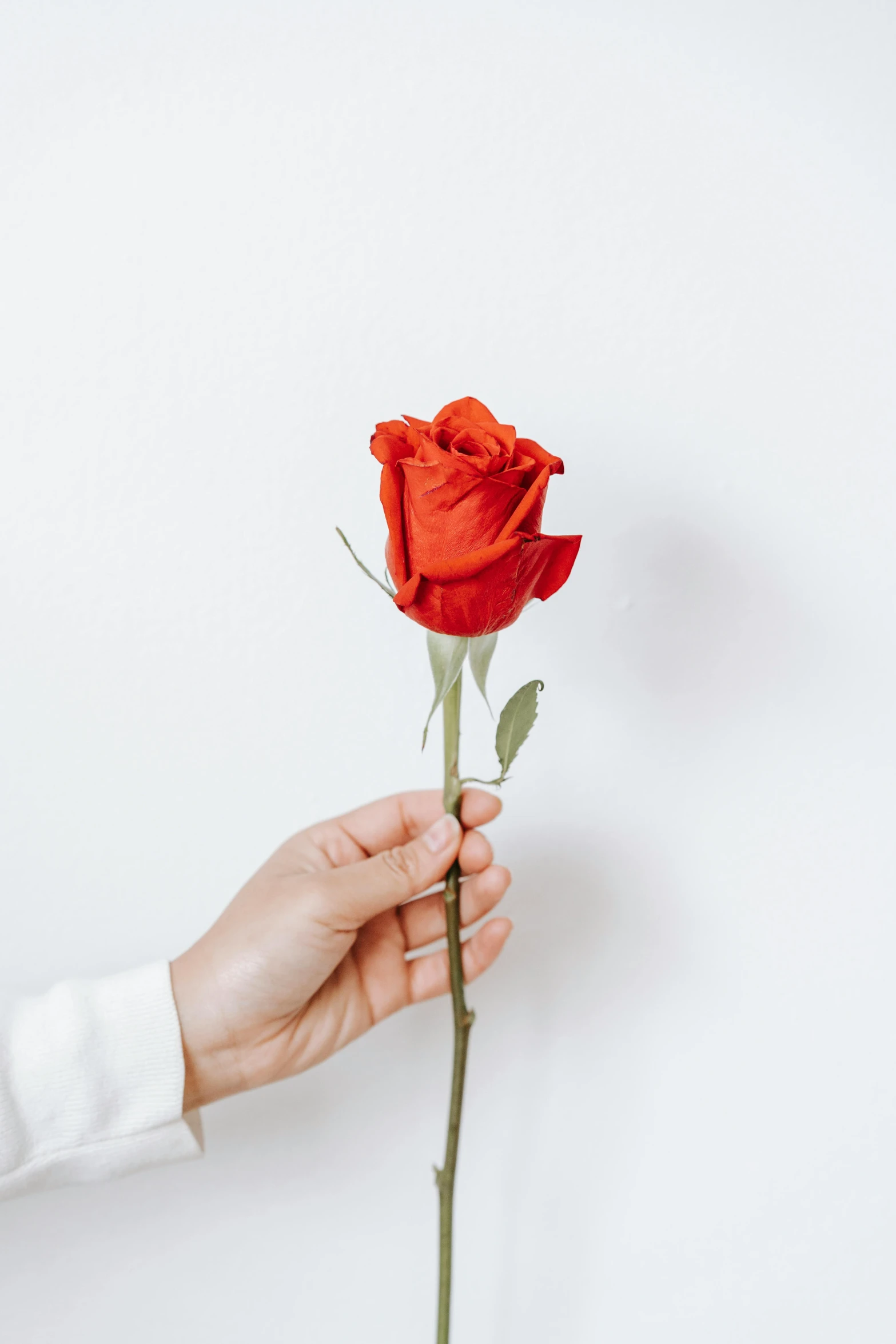 a person holding a red rose in their hand, curated collection, really long, instagram post, without text