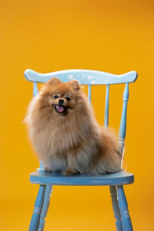 a small dog sitting on top of a blue chair, by Paul Bird, shutterstock contest winner, pomeranian, marmalade, studio shot, square