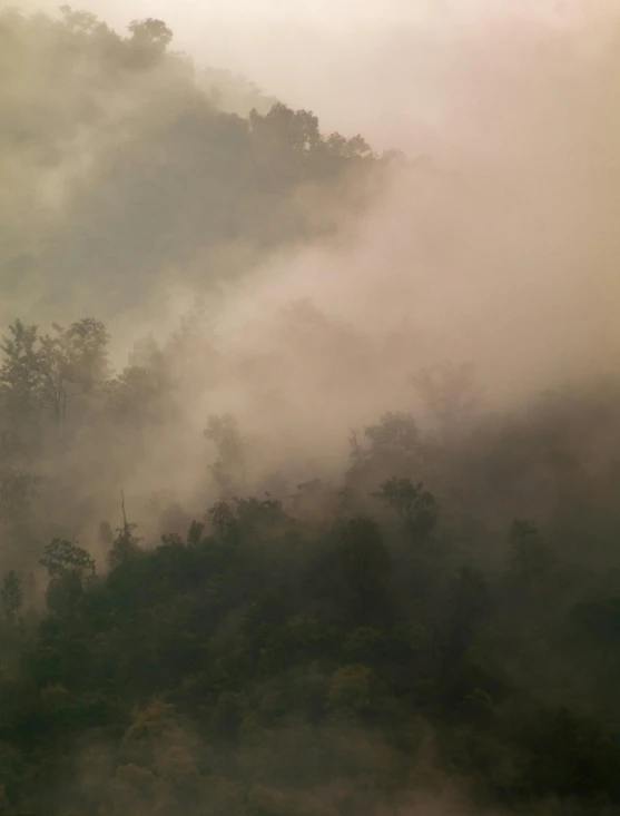 a herd of cattle standing on top of a lush green hillside, inspired by Elsa Bleda, pexels contest winner, sumatraism, foggy room, photography of todd hido, as seen from the canopy, forest fire
