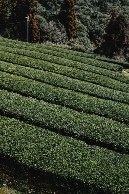 a group of people standing on top of a lush green field, tea, serpentine maze, close up of iwakura lain, square lines