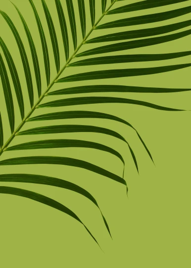 a close up of a palm leaf on a green background, an album cover, inspired by Art Green, trending on pexels, behance lemanoosh, simple illustration, lime green, background image