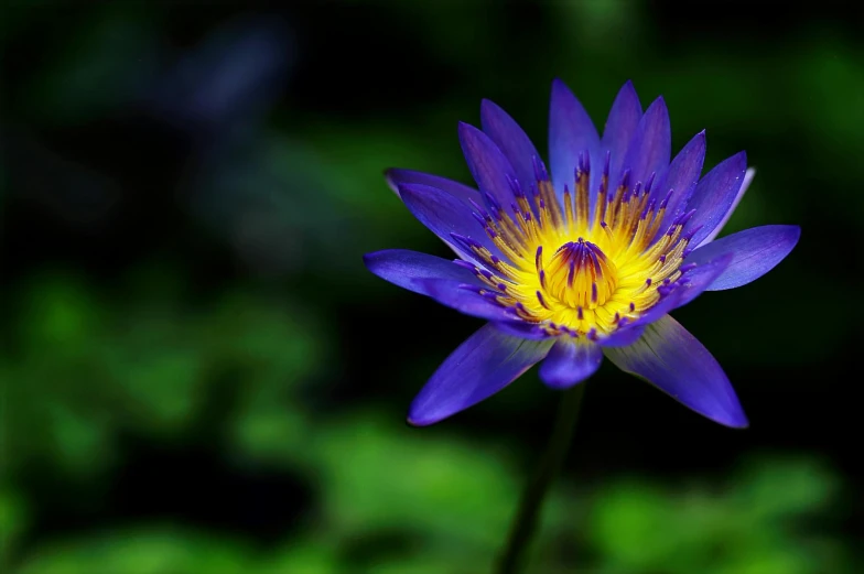 a close up of a purple flower with green leaves in the background, by Carey Morris, unsplash, hurufiyya, nymphaea, blue and gold, various posed, illuminated