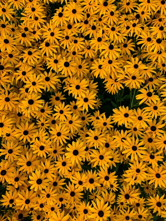 a field of yellow flowers with black centers, a picture, by David Garner, fine art, flowers background, photostock, dark flower pattern wallpaper, orange flowers