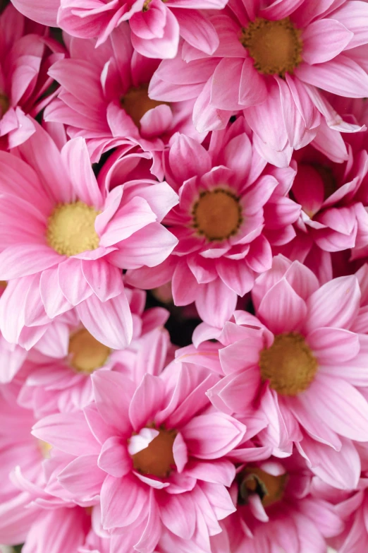 a close up of a bunch of pink flowers, inspired by Peter Alexander Hay, helianthus flowers, comforting, full product shot, zoomed in