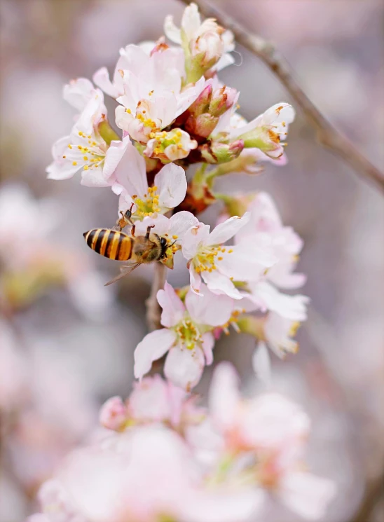 a bee that is sitting on a flower, almond blossom, jen atkin, no cropping, australian