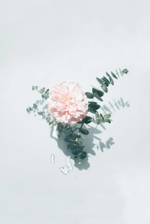 a pink flower sitting on top of a white surface, made of flowers and leaves, softly shadowed, promo image, multiple stories