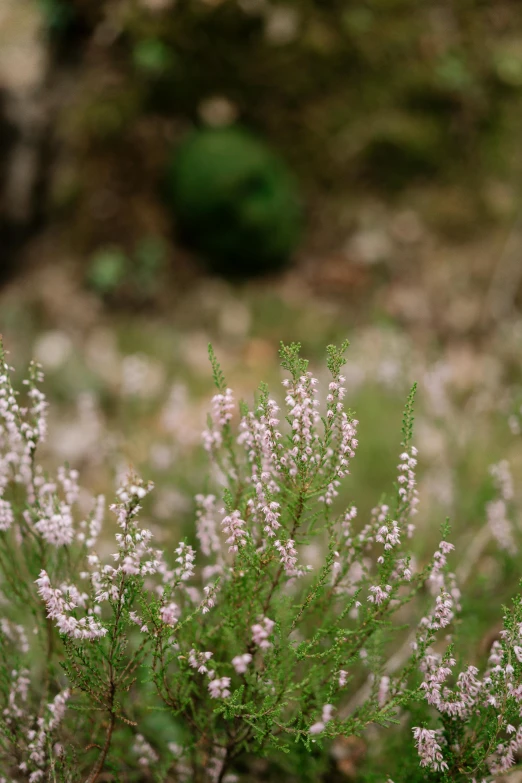 a red fire hydrant sitting on top of a lush green field, by Elizabeth Durack, unsplash, pink bees, caledonian forest, pale pink grass, close-up photograph