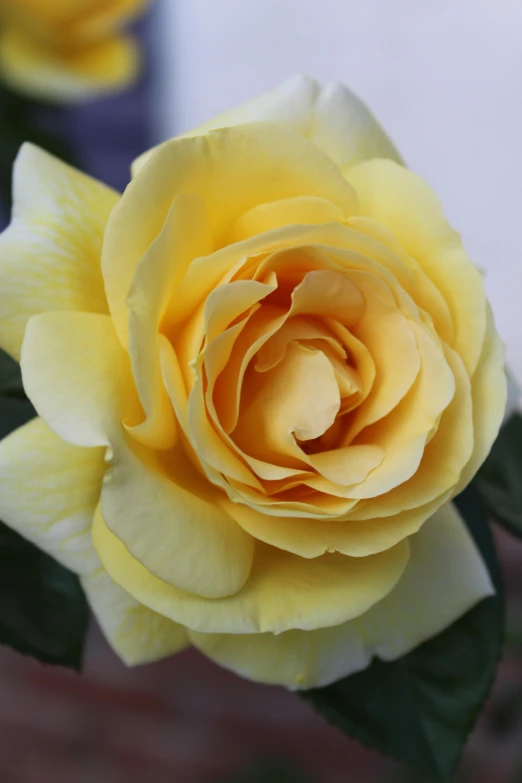 a close up of a yellow rose with green leaves, slide show, no cropping, crisp image