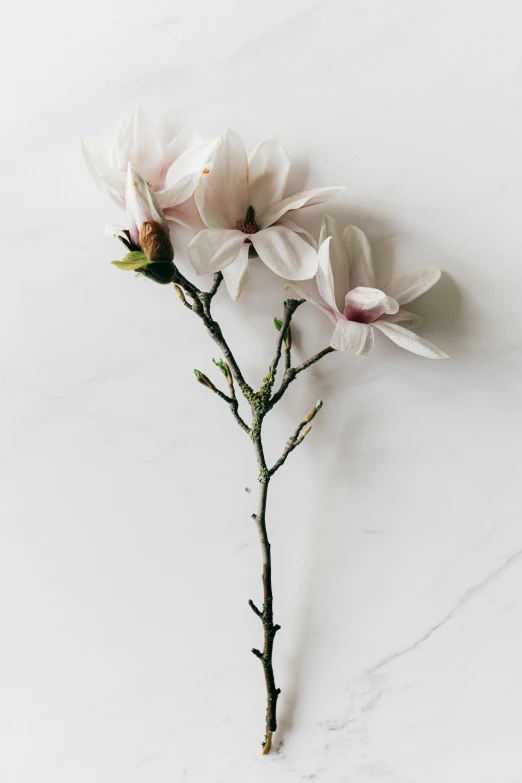 a single flower sitting on top of a white table, magnolia stems, profile image, made of marble, profile pic