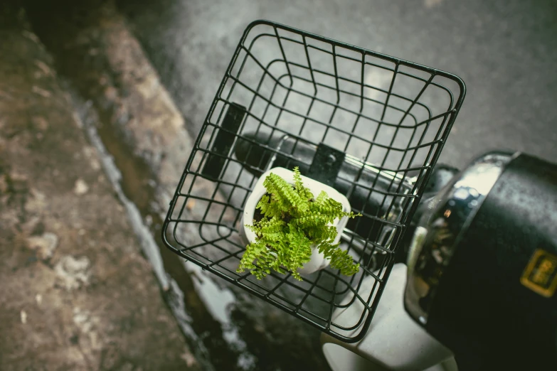 a close up of a basket with broccoli in it, inspired by Elsa Bleda, unsplash, riding on the moped scooter, white mechanical details, fern, wide high angle view